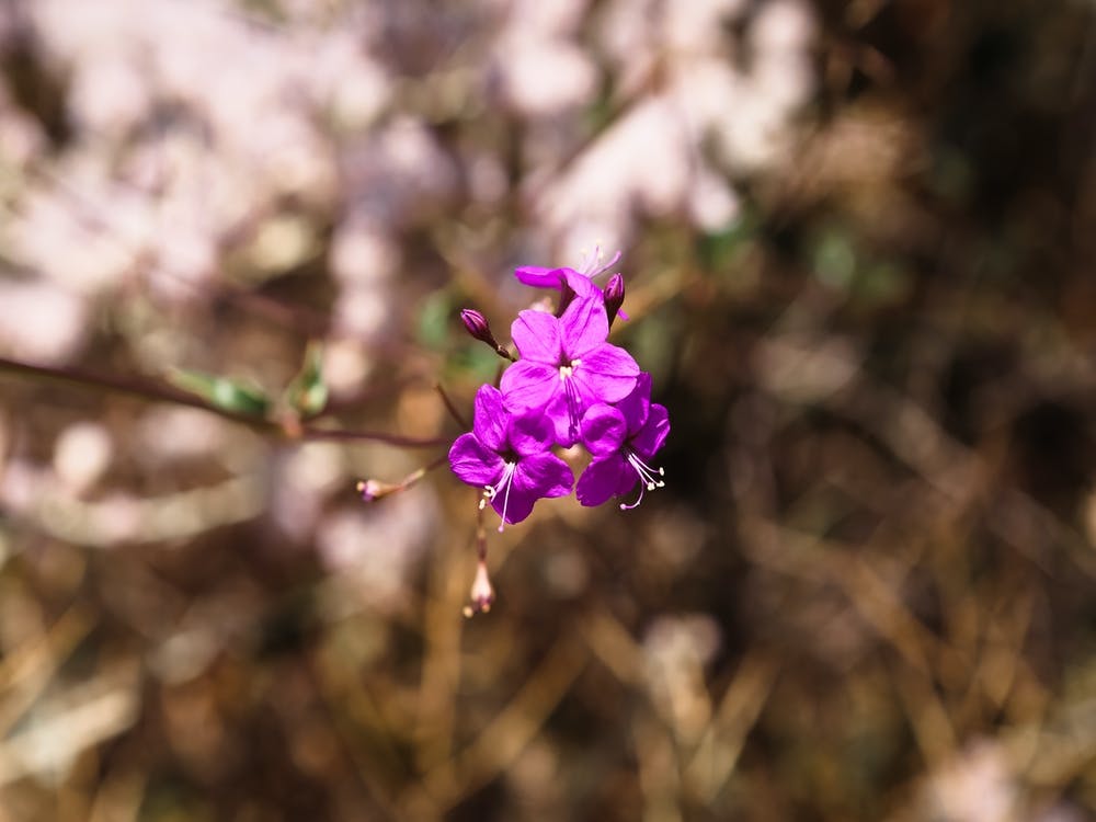 Purple Flower