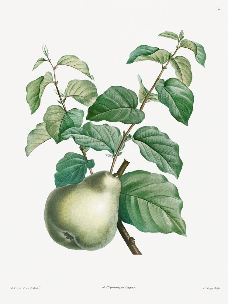 Pear Fruit, Pierre Joseph Redoute