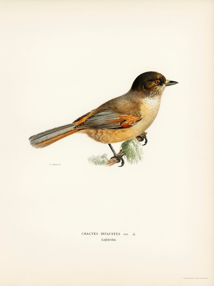 Siberian Jay (Perisoreus Infaustus), The Von Wright Brothers