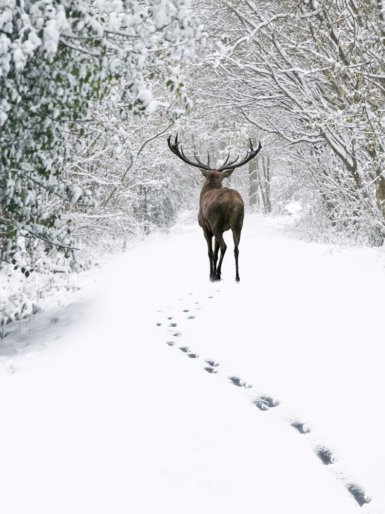 Deer In The Snow 2