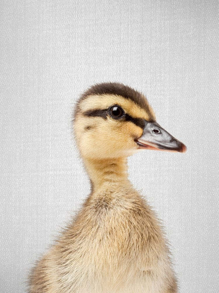 Duckling