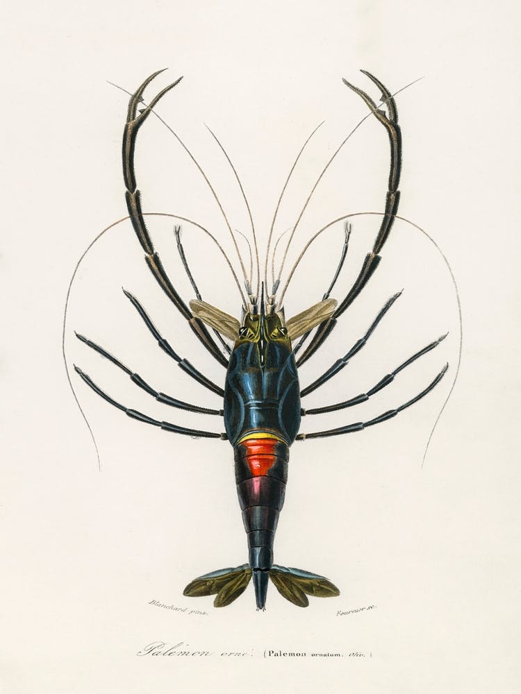 Crimson Crawfish (Palemon Ornatum), Charles Dessalines D'Orbigny