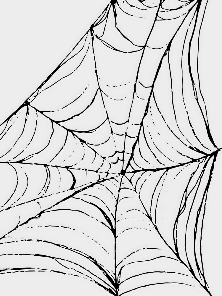 Spider Web 4