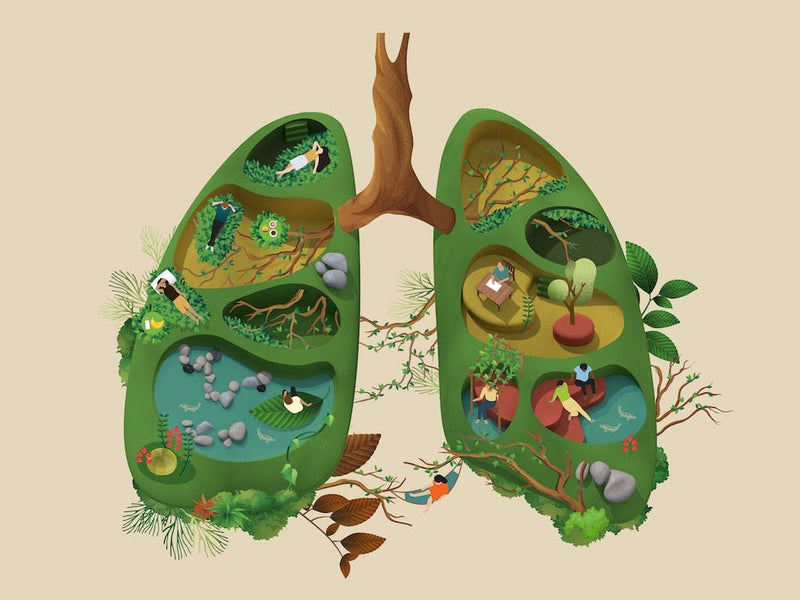 Lung