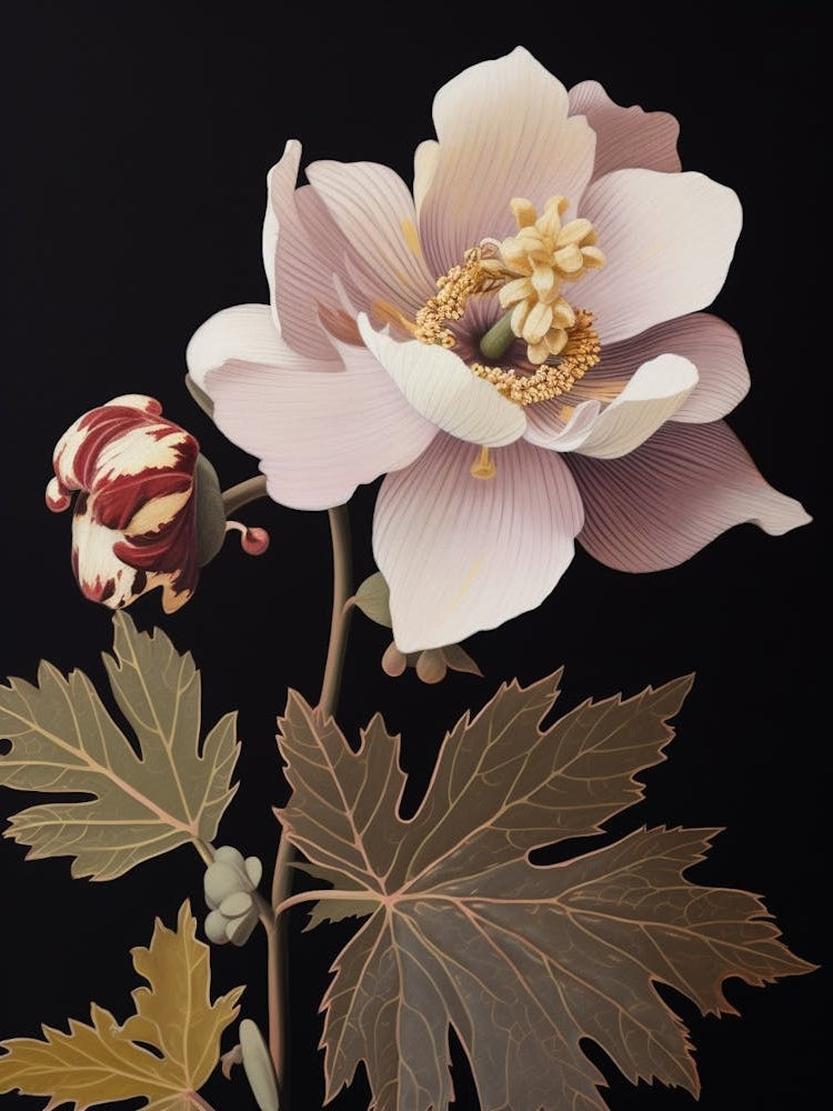 Flower Illustration Hellebore