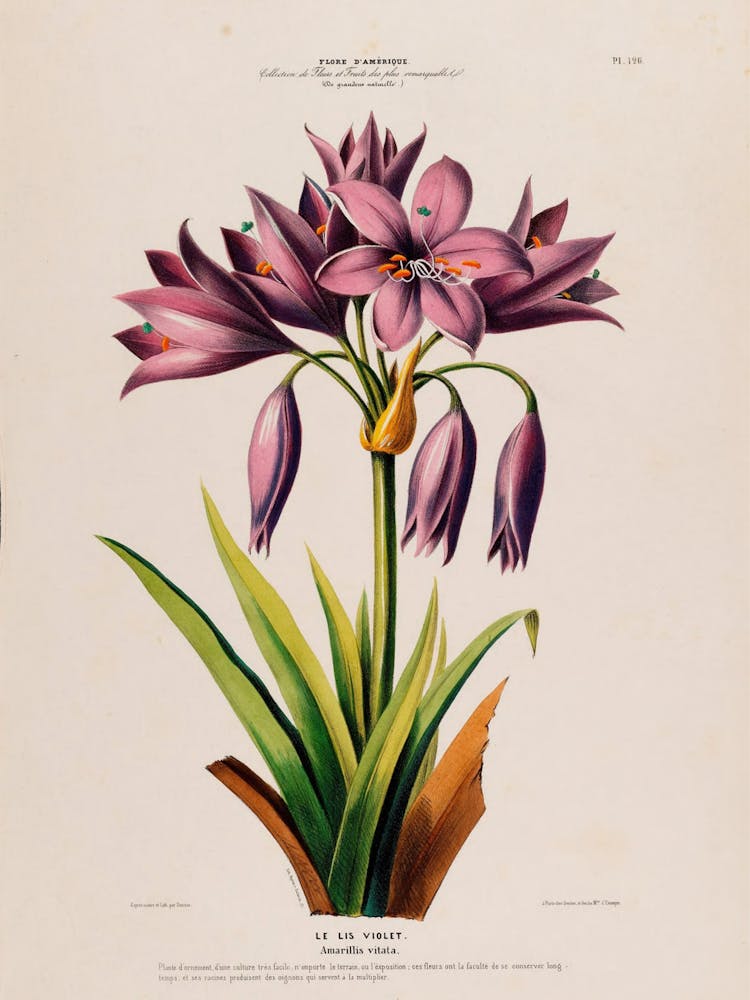 Lilies Of The Valley 1