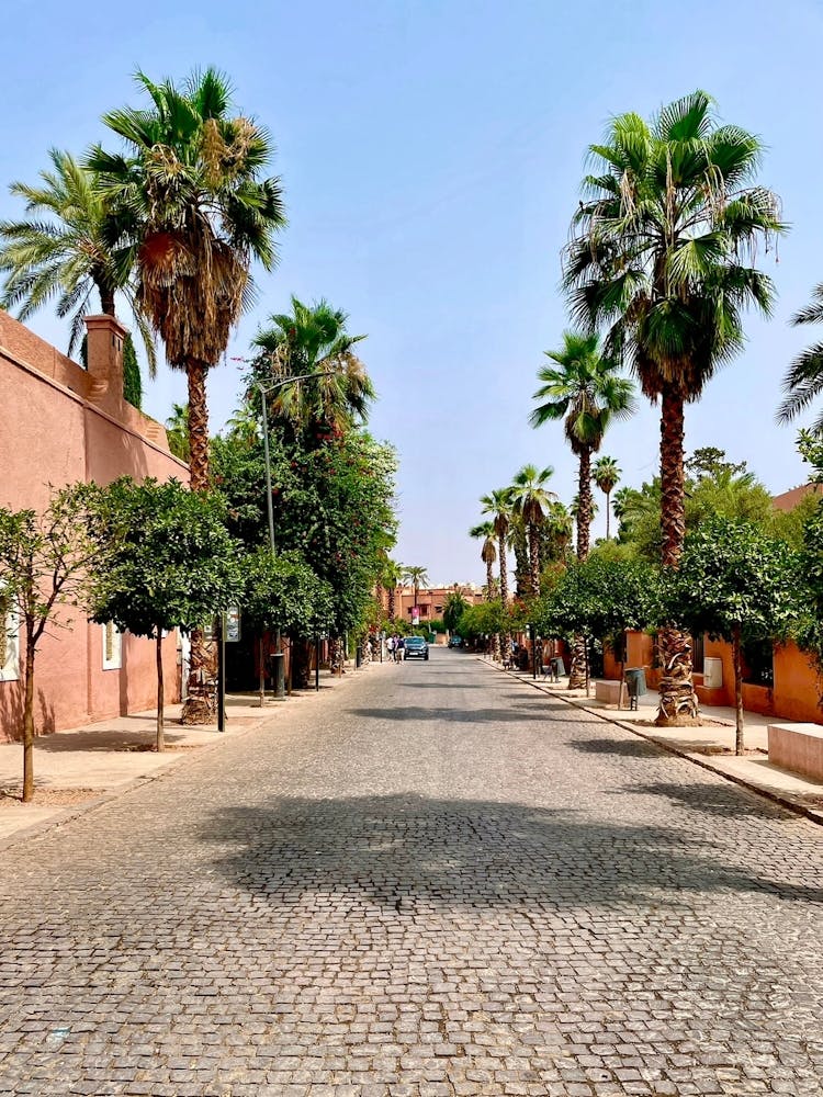Palm Trees On A Cobblestone Street