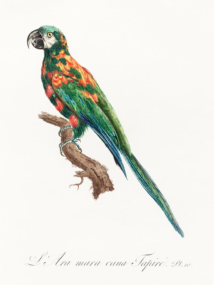 The Blue Winged Macaw From Natural History Of Parrots, Francois Levaillant
