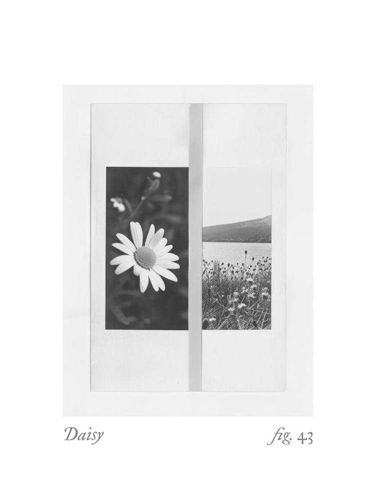 Gänseblümchen Botanische Collage 4