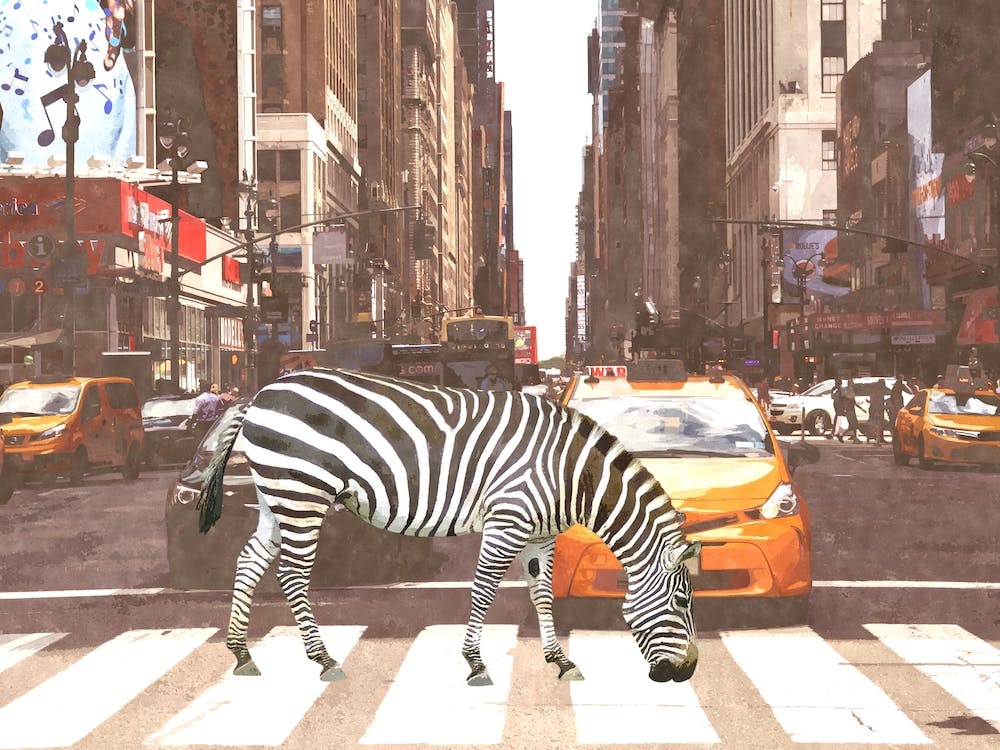 Zebra New York City