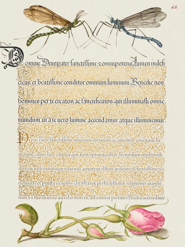 Crested Crane Fly, Insect, And French Rose From Mira Calligraphiae Monumenta, Joris Hoefnagel