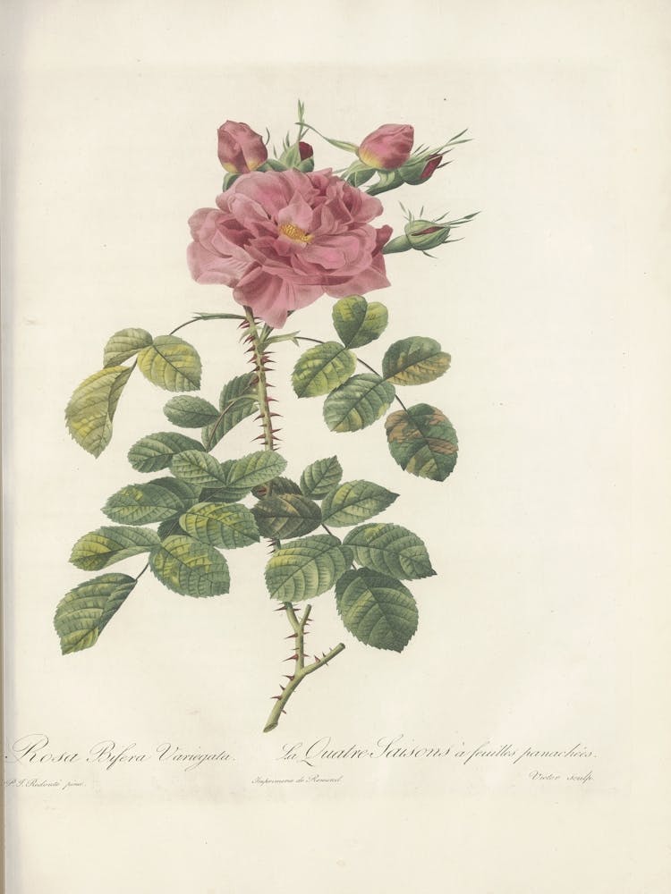 Rose Illustration, Pierre Joseph Redoute, Pierre Joseph Redoute (121)