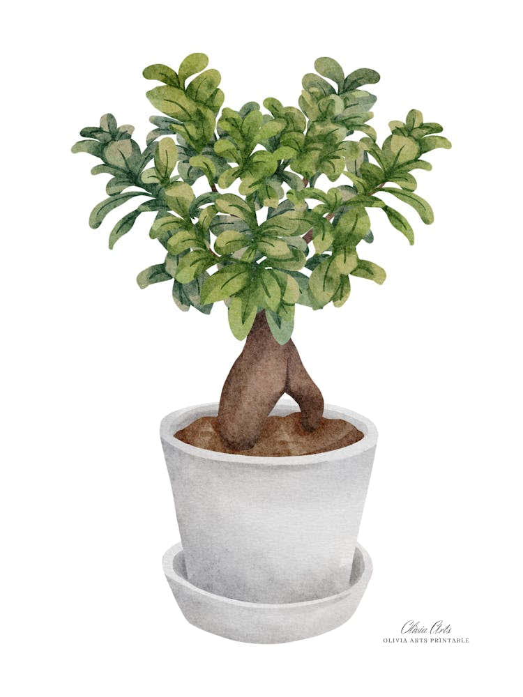 Bonsai.A fine artistic print that decorates the place. 2