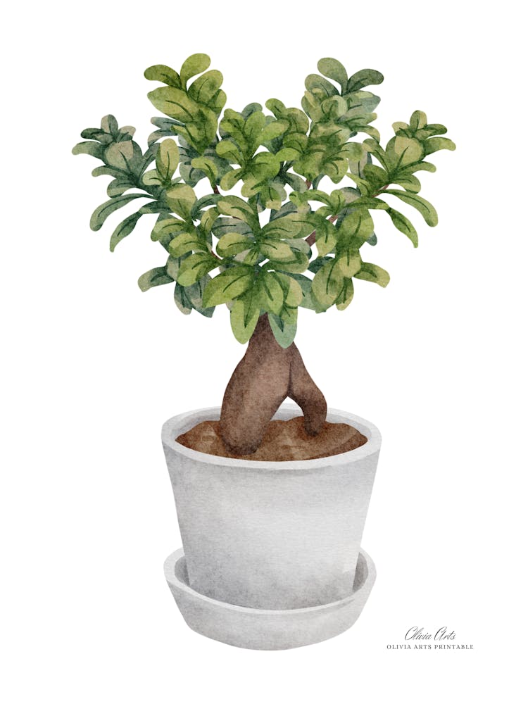 Bonsai.A fine artistic print that decorates the place. 2