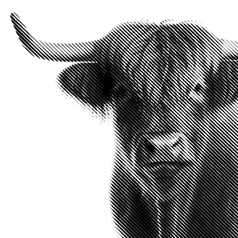 Highland Cow 2