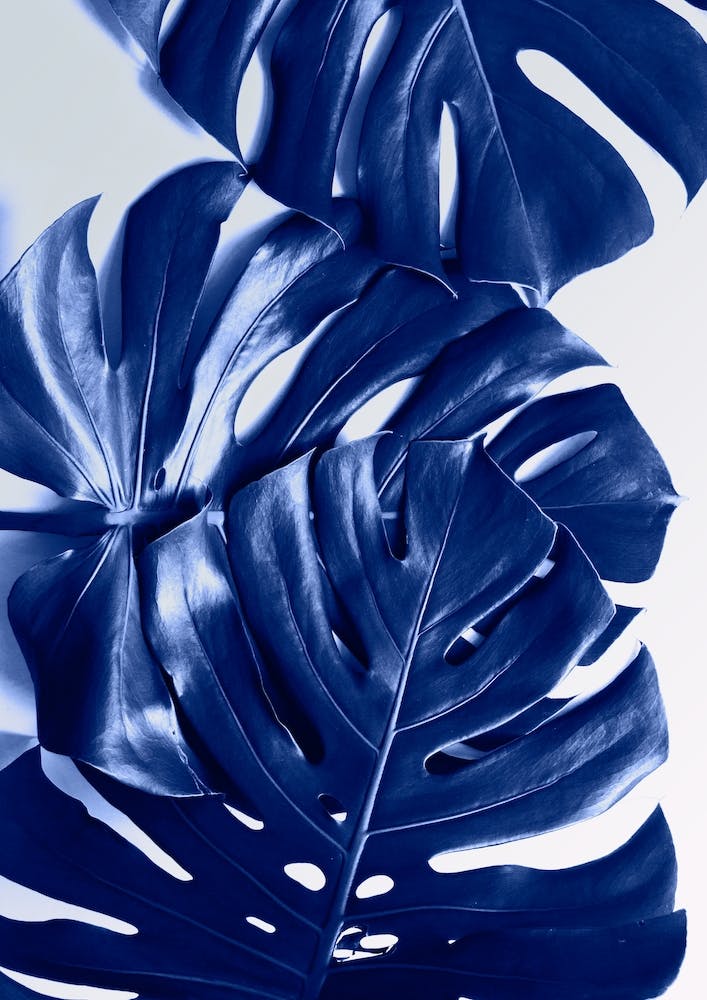 Monstera Blue