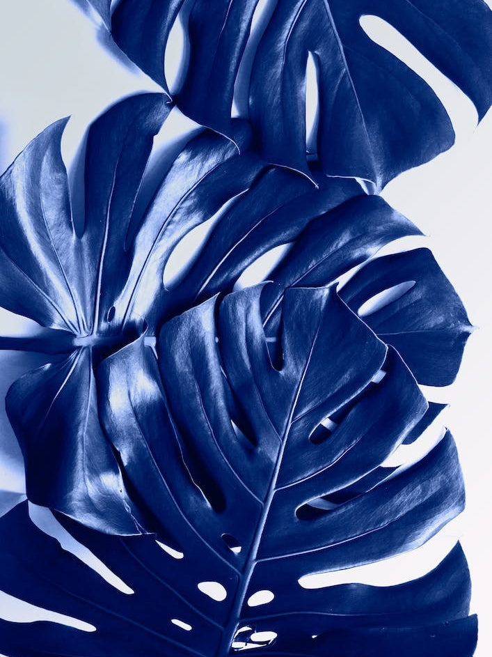 Monstera Blue