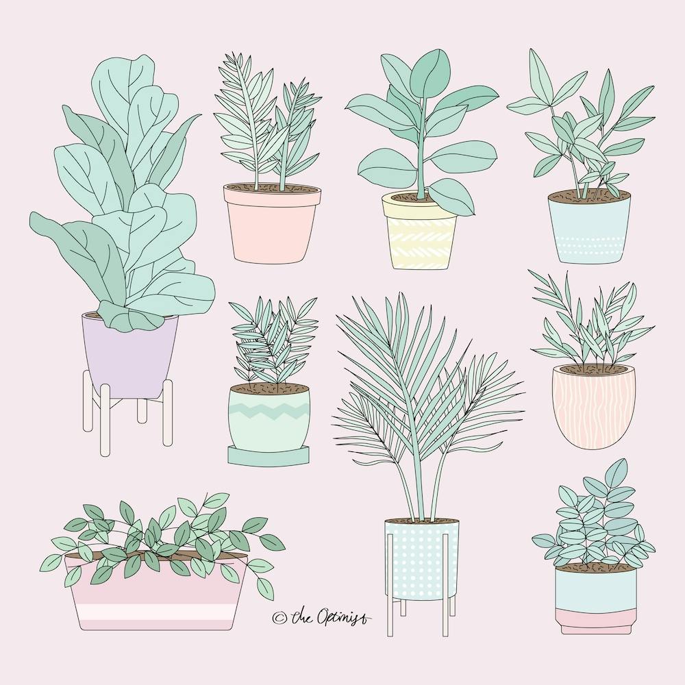 House Plants Guide