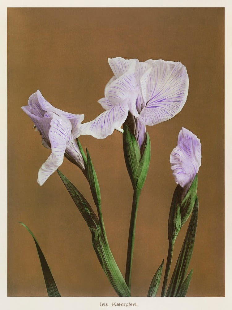 Iris Kæmpferi, Hand Colored Collotype From Some Japanese Flowers, Ogawa Kazumasa