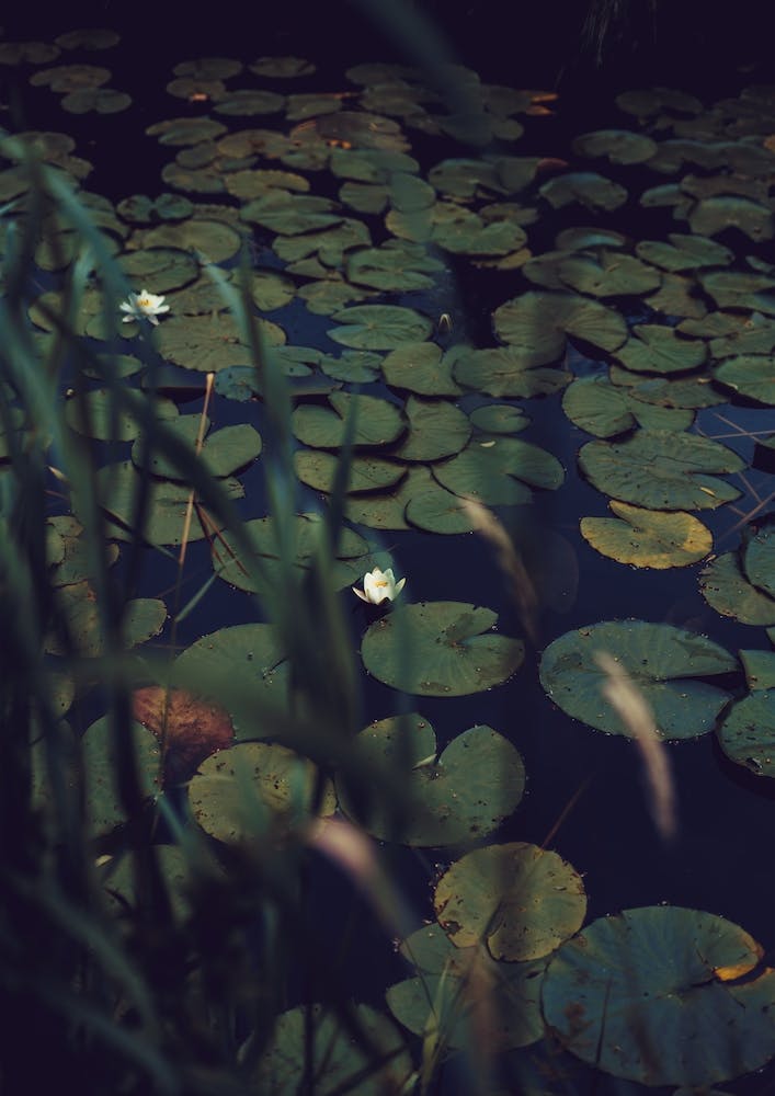 The Dreams Of The Lillies Moody Nature