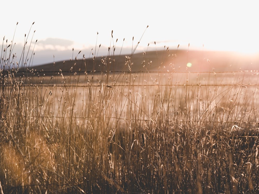 Western Adventure - Prairie Love