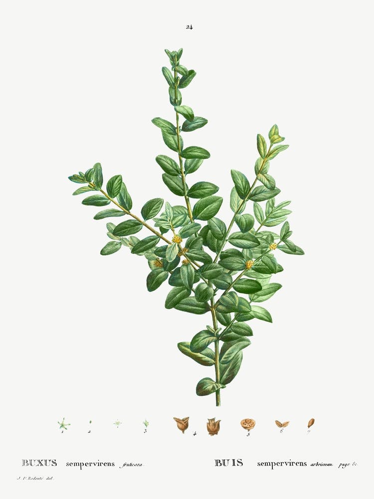 Buxus Sempervirens Fruticosa, Pierre Joseph Redoute
