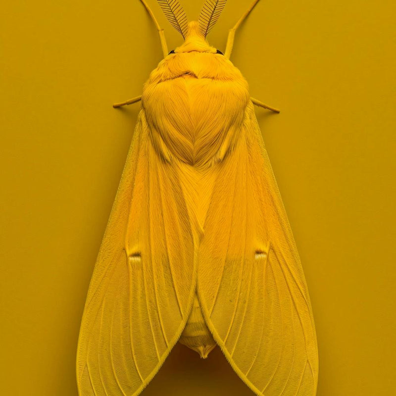 Papillon Jaune