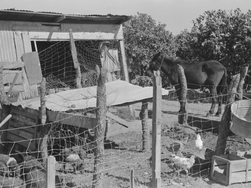 Hog House And Chicken Coop Of Hidalgo County, Texas, Farm By Russell Lee