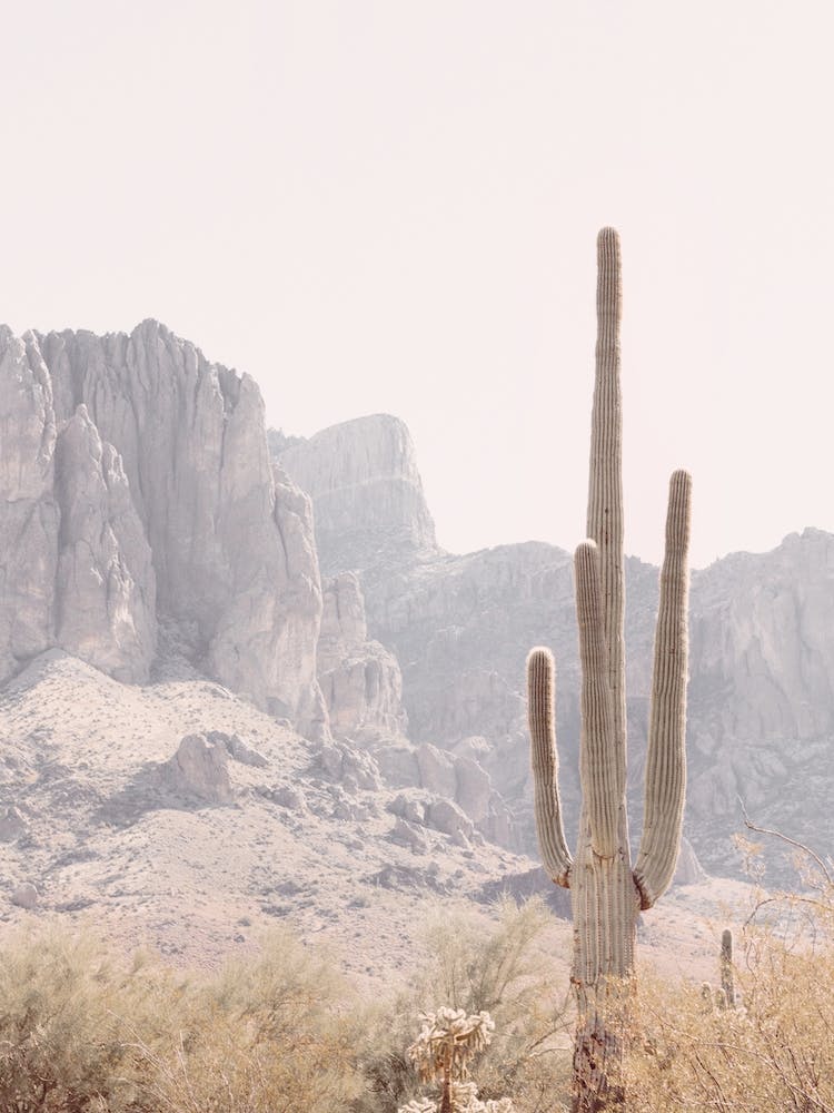 Superstition Mountain Cactus
