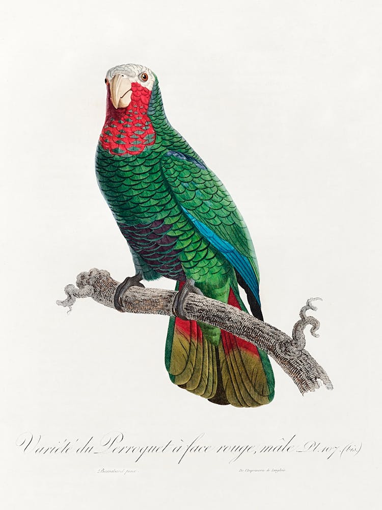 The Cuban Amazon (Amazona Leucocephala) From Natural History Of Parrots, Francois Levaillant