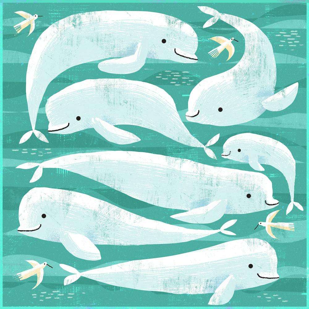 Beluga Whales Square