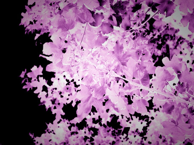 Lila Ultraviolett Blätter Botanisches Abstrakt