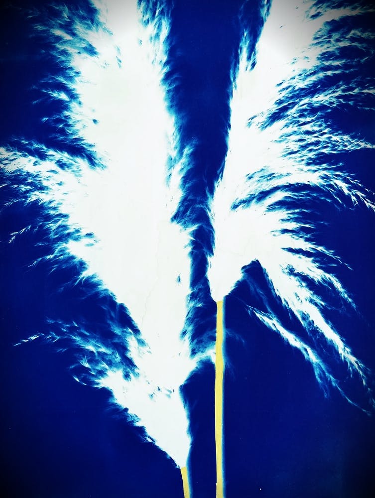 Electric blue white pampas grass