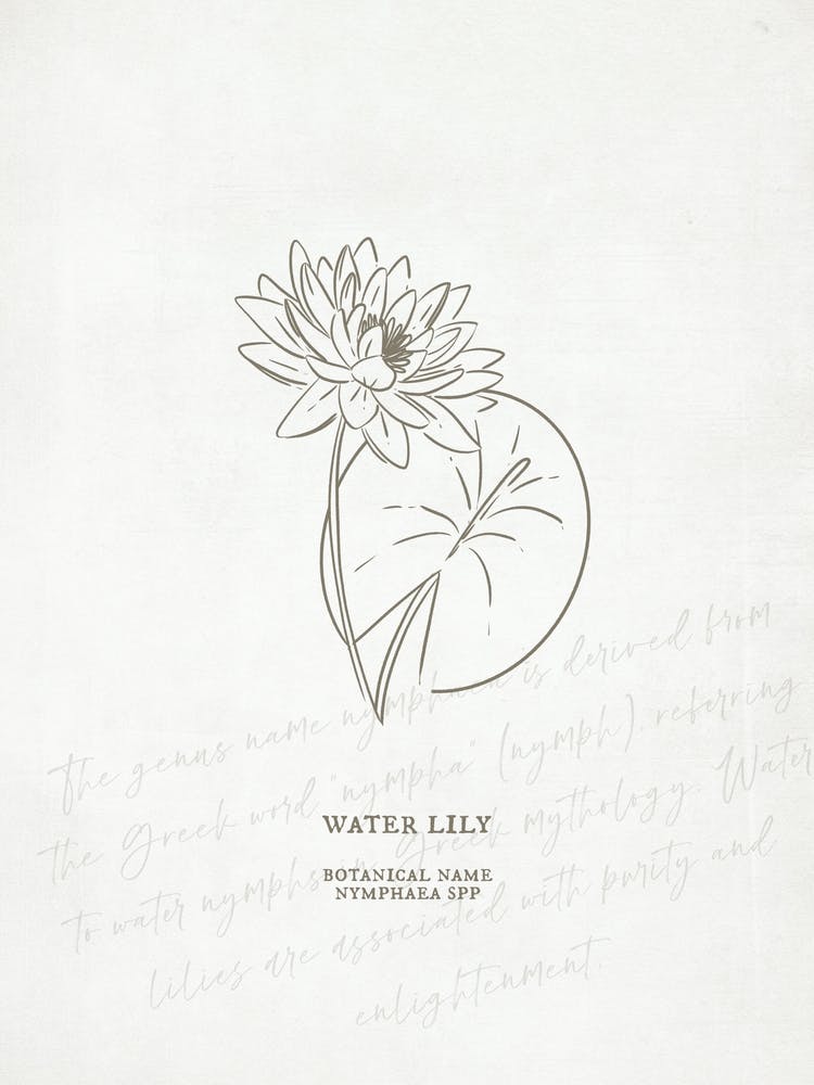 Water Lily Birth Flower | Antique