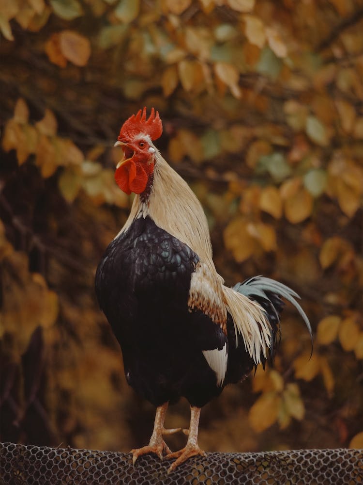 Autumn Rooster