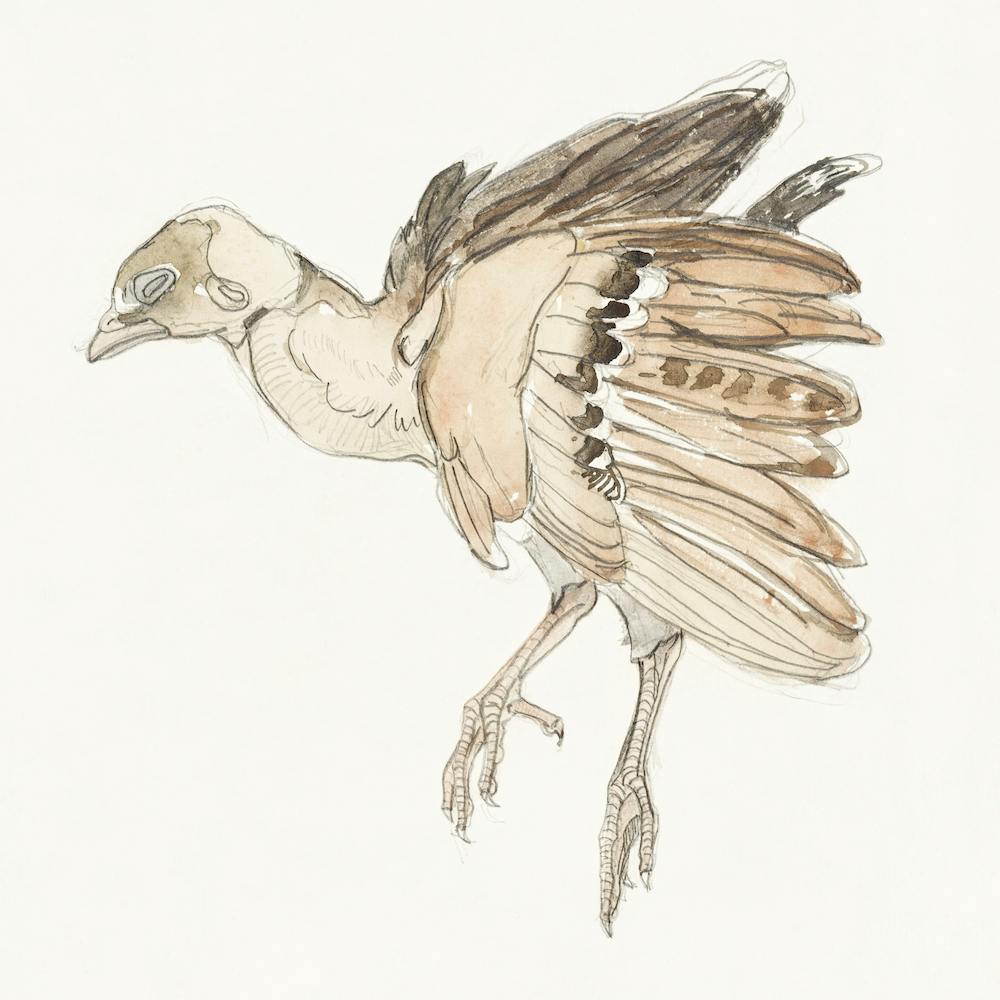 Dead Bird Partridge (1873–917) By Theo Van Hoytema