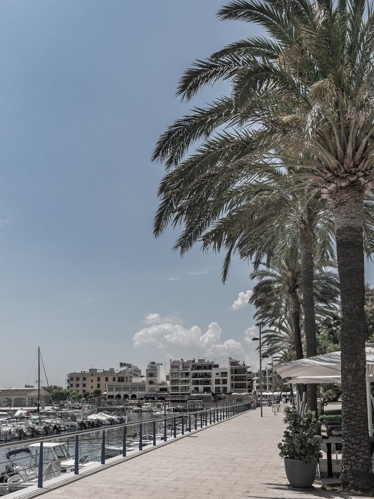 Sa Coma Mallorca Palm Trees On The Beach