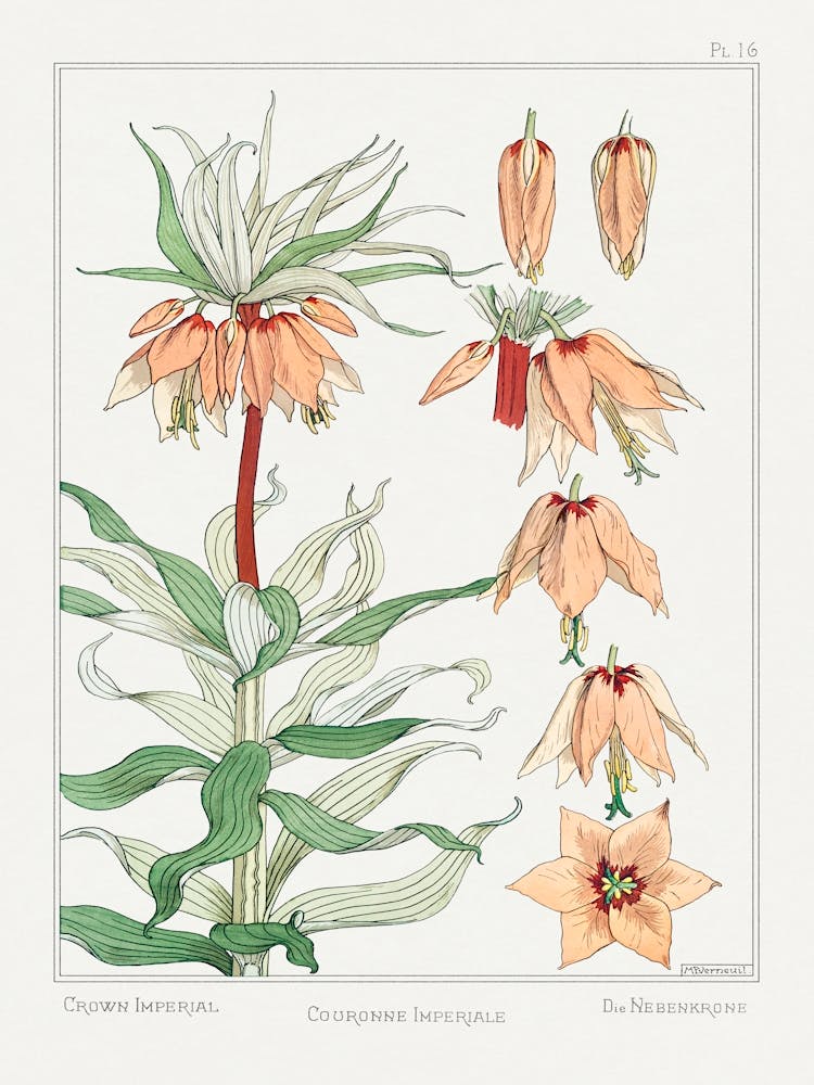 Imperial Crown From The Plant And Its Ornamental Applications (1896), Maurice Pillard Verneuil