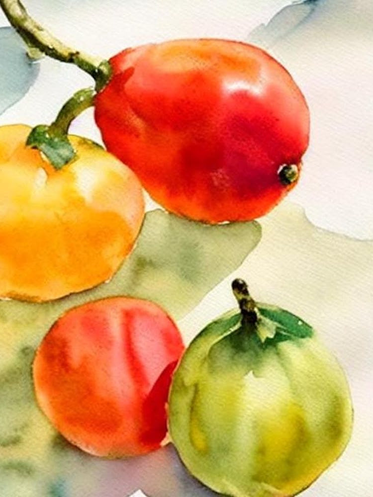 Finger Lime Italian Watercolour fruit