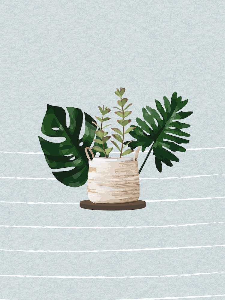Succulent Plant 4