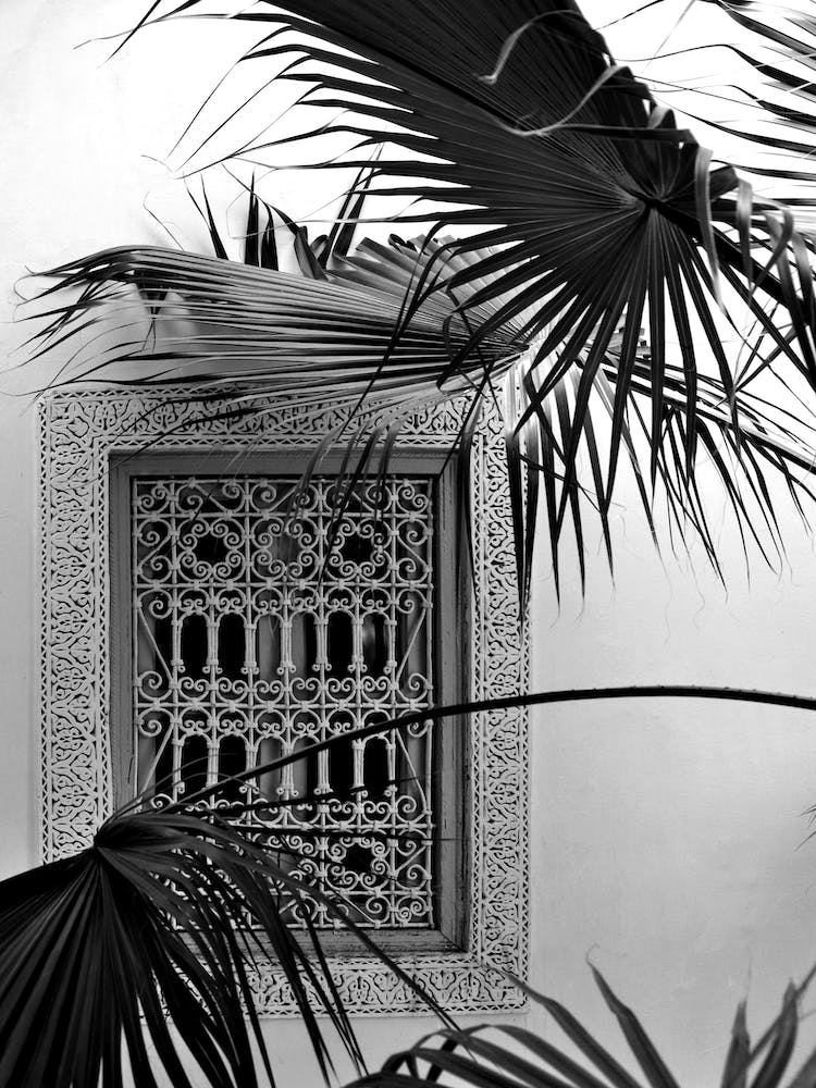 Palms And Garden Dreams Black And White