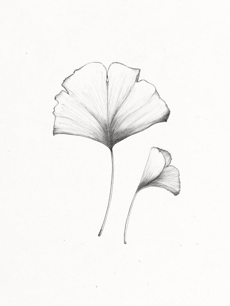 'Ginkgo' Illustration drawing
