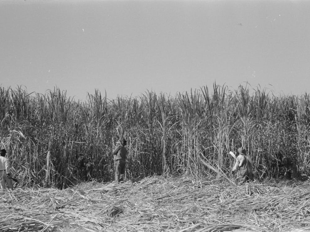 Cutting Sugarcane Near New Iberia, Louisiana By Russell Lee