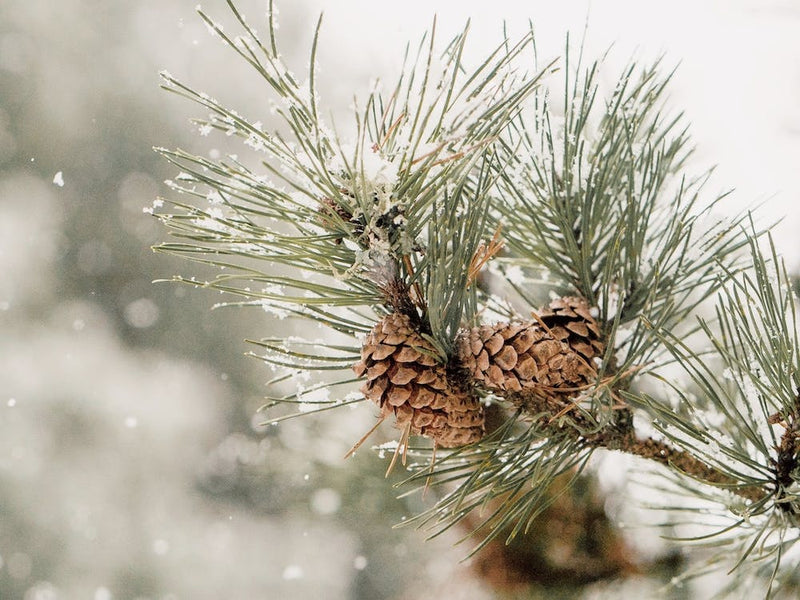 Winter Pine Tree