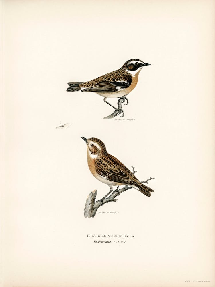 Whinchat, The Von Wright Brothers