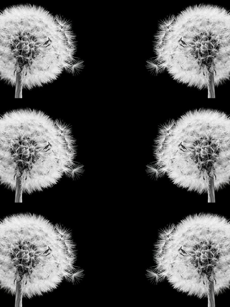 Dandelions