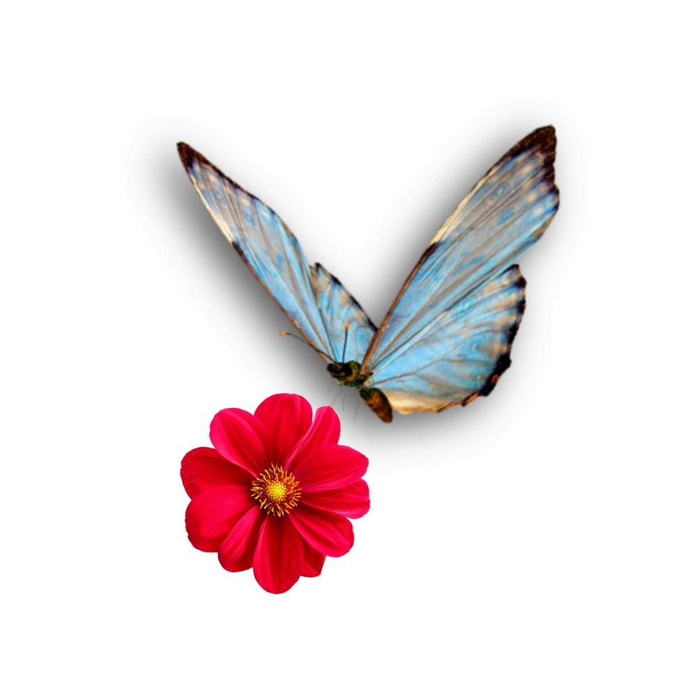 butterfly sitting on red flower design