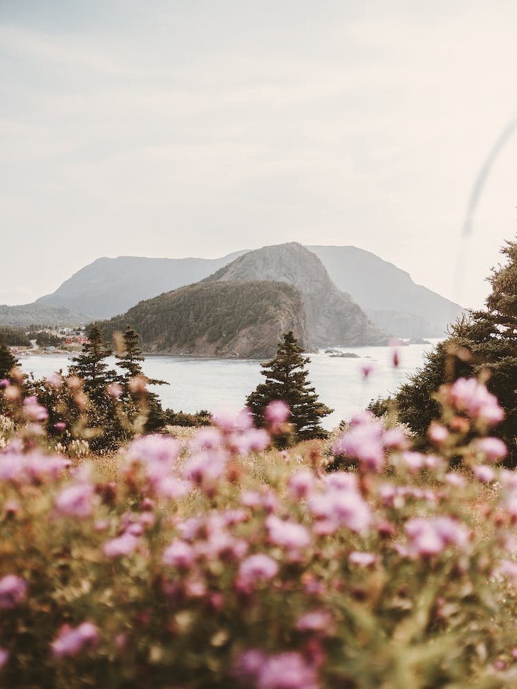 Flowers Overlooking Lake