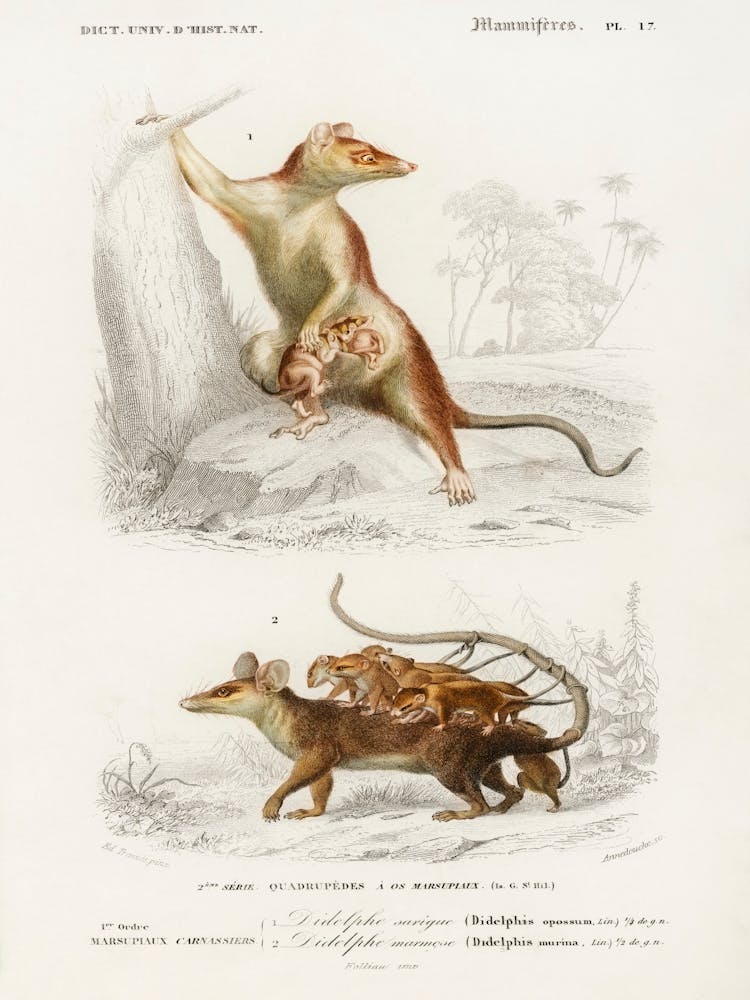 Opossum (Didelphis) And Opossum (Didelphis), Charles Dessalines D' Orbigny