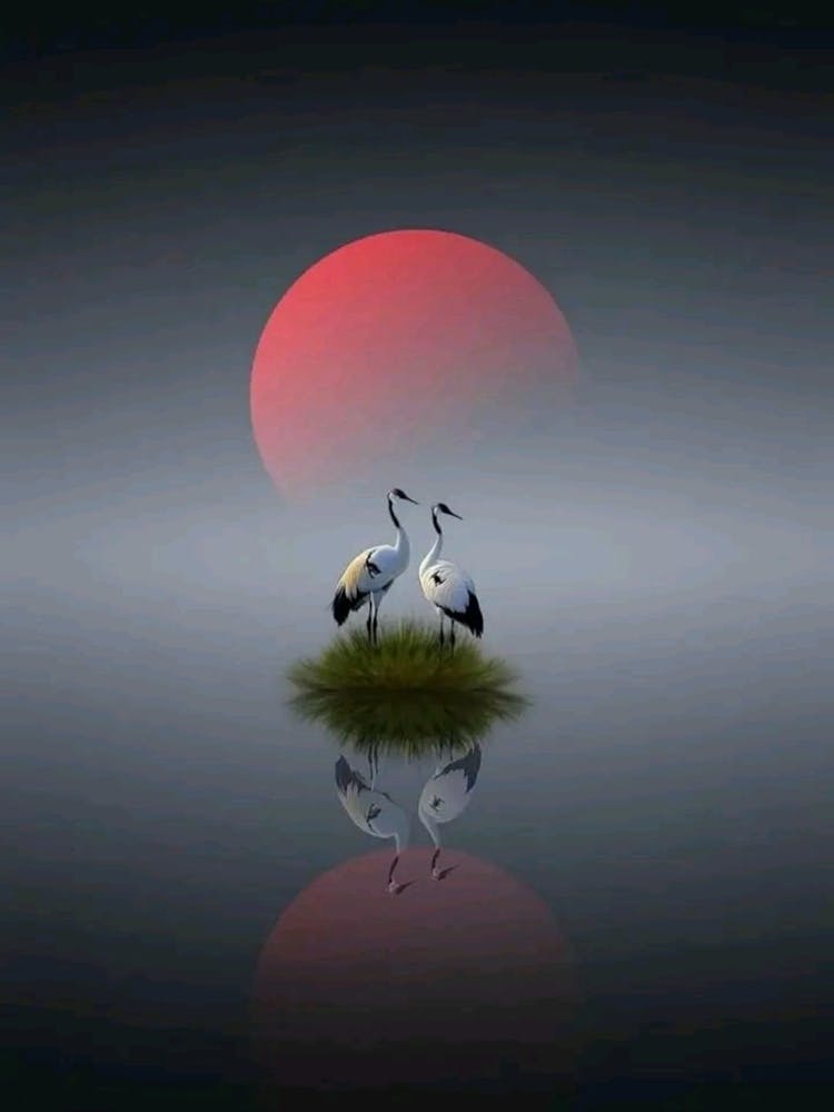 Cranes In The Water
